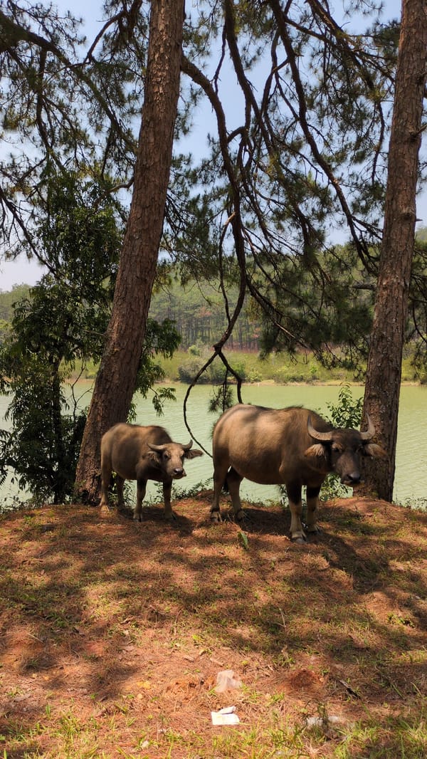 Water buffalo herd grazes by lake in Vietnam highlands