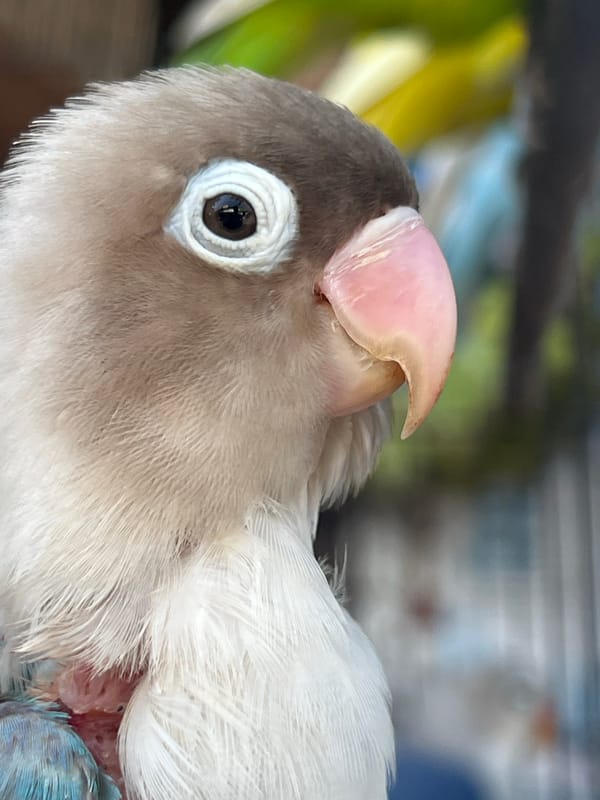 Inside a Denpasar bird market: cages full of colorful pets for sale