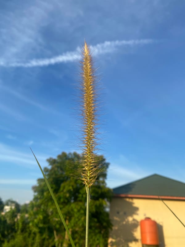 Local flora documented in close-up botanical observations, Tanjung Indonesia