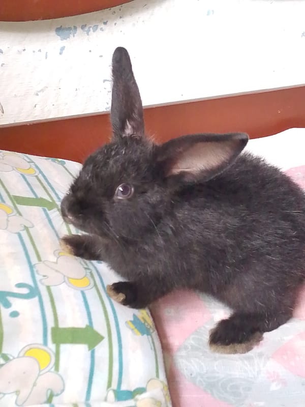 Domestic animals and plants documented in Juan Griego, Venezuela