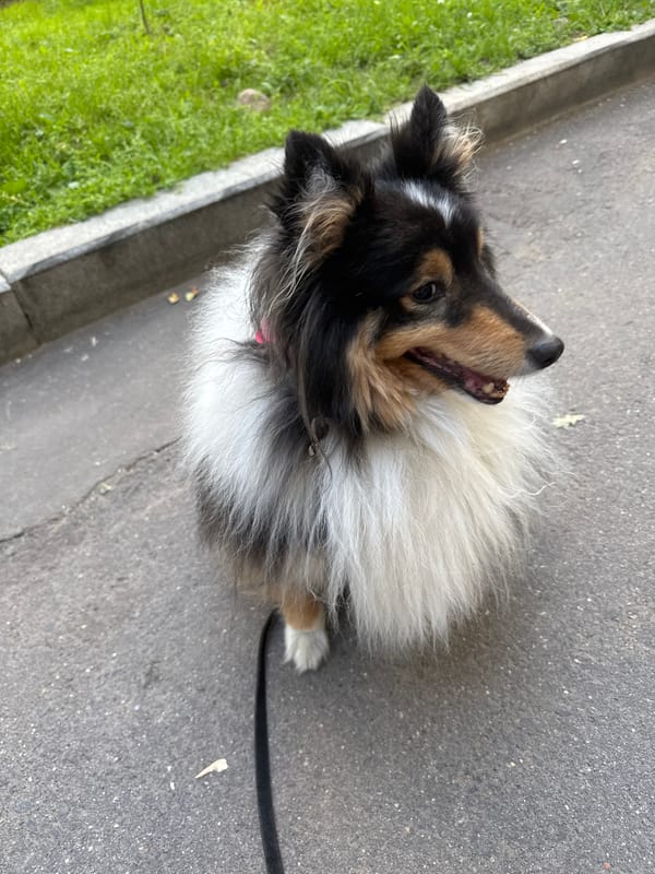 Sheltie and street scenes from a Moscow neighborhood