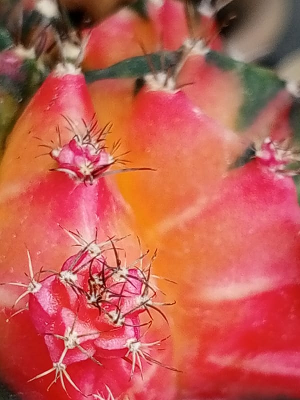 Early morning garden photography session captures dewy flowers in Bangkok