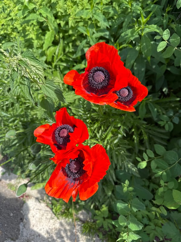 Vologda resident captures quiet morning with cat, flowers, courtyard