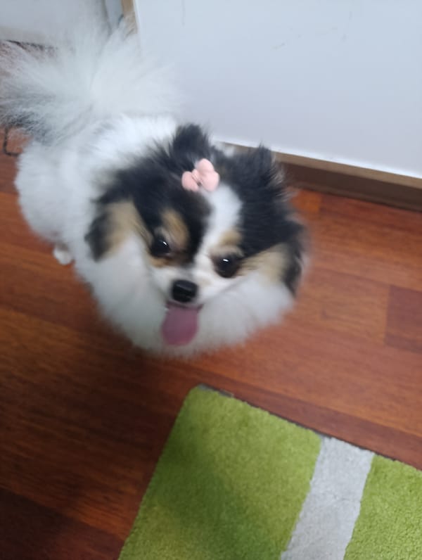 Pomeranian with pink bow photographed indoors in German home