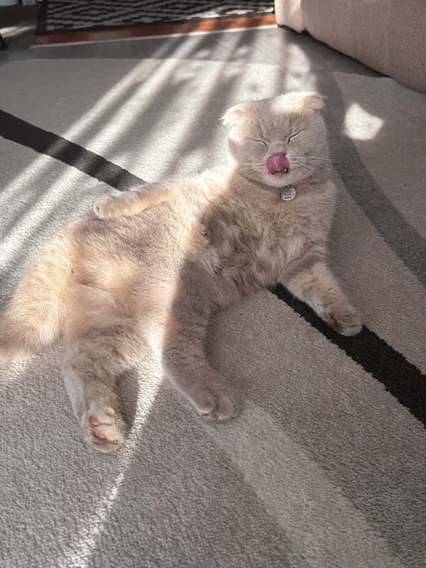 Cat fully unbothered, napping belly-up in a sunlit room