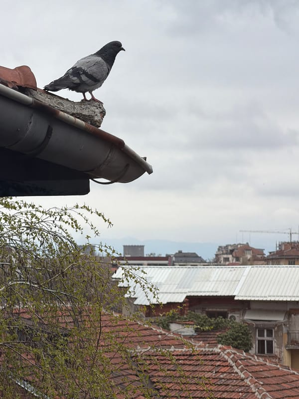 Gray pigeon perches on concrete pillar near rusty gutter