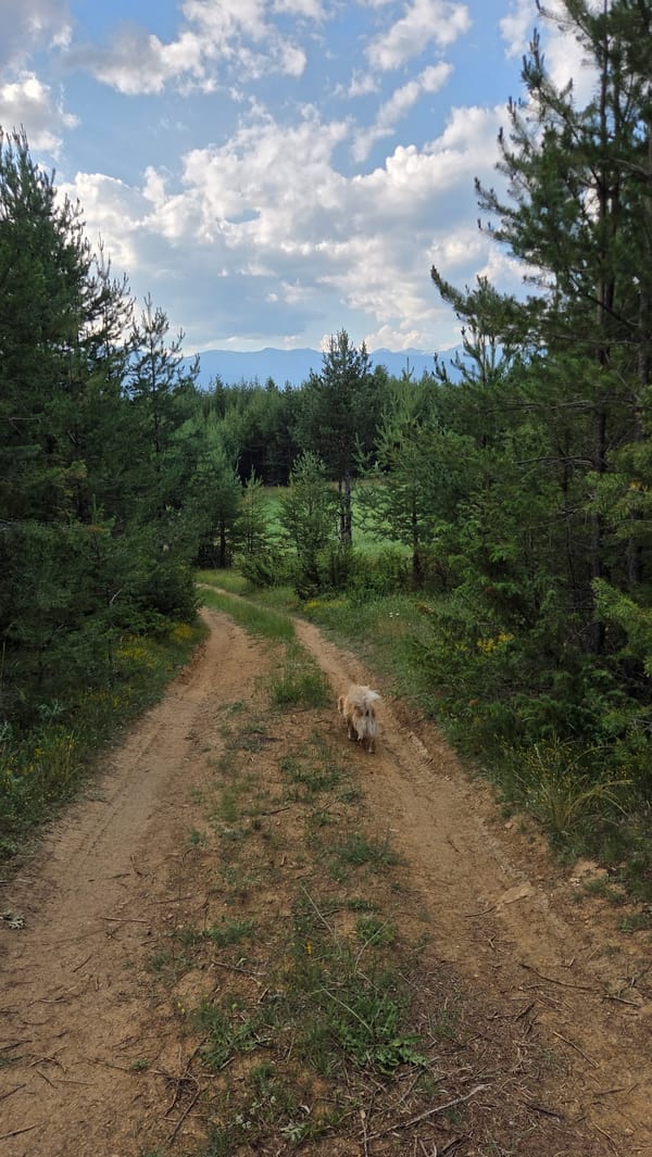 Afternoon forest walk with dogs in Bania, Bulgaria