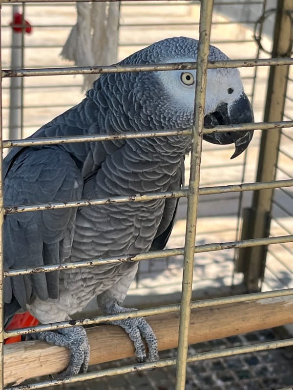 Morning scenes documented across Alanya including caged parrot observations