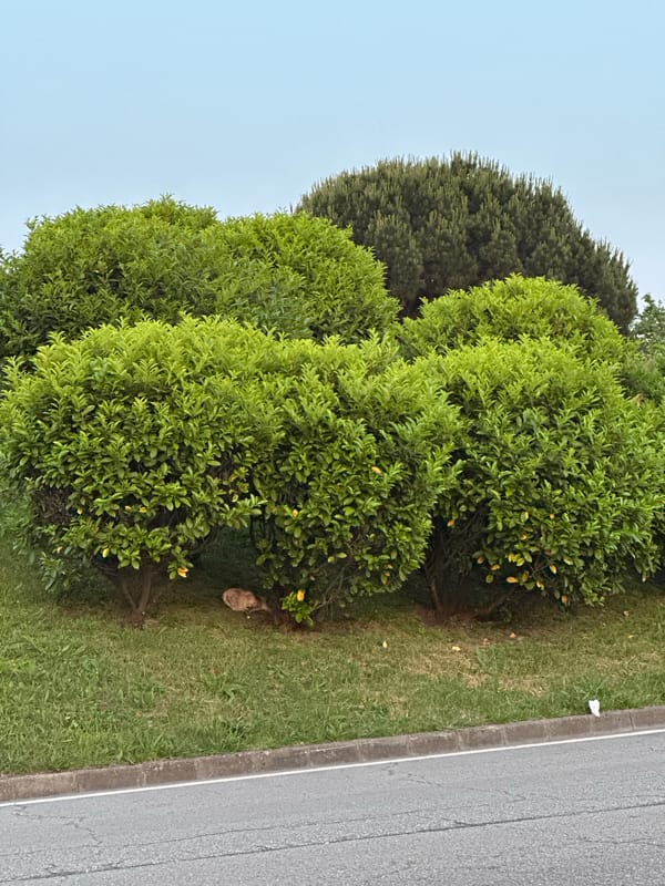 Evening dusk scene documented in Gijón's landscaped urban spaces