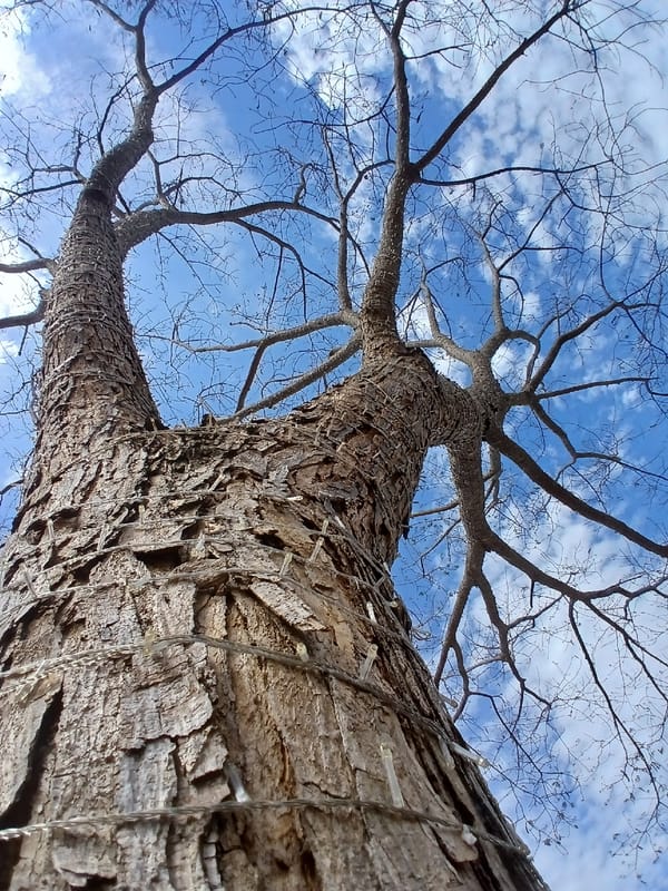 Bare tree with lights photographed against blue sky in Venezuela