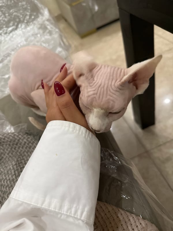 Sphynx cat documented in casual indoor moments in Yerevan