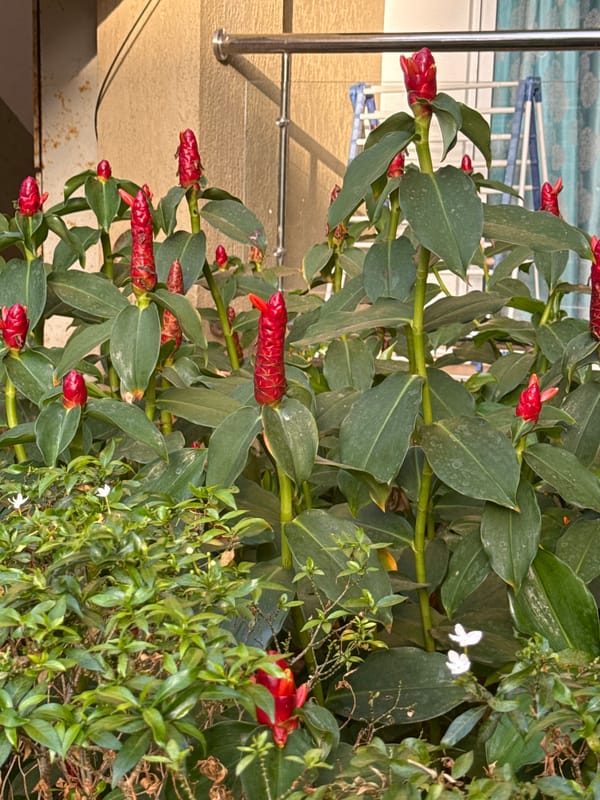 Flowering ginger plant photographed poolside in Anjuna, India