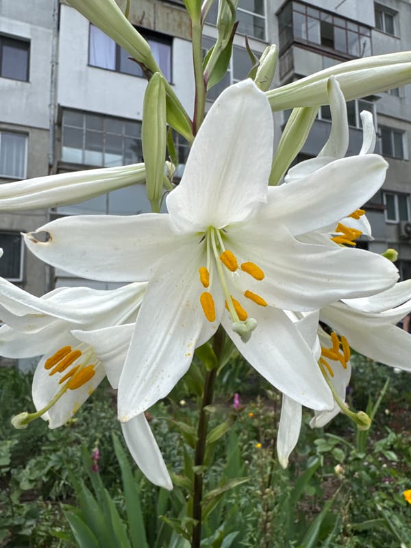 Morning flower bloom documentation in Varna residential areas