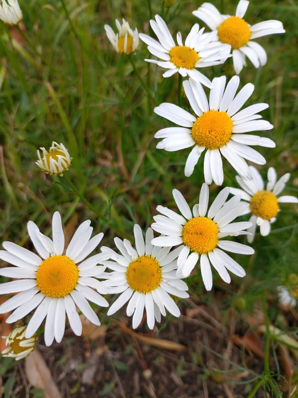 City skies and daisies on a cloudy summer morning