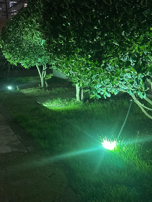 Street lamp illuminates greenery in nighttime Sochi scene