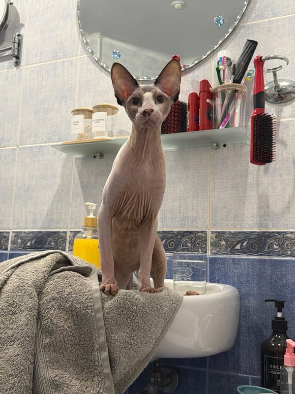 Sphynx cat supervises bath time in an Odesa bathroom