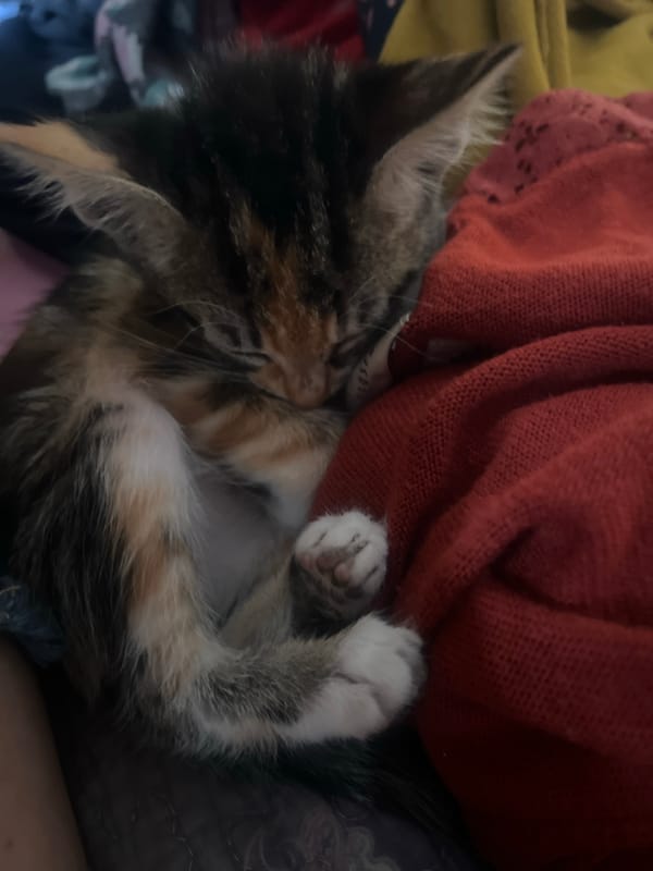 Multi-colored kitten sleeps peacefully in Arica, Chile