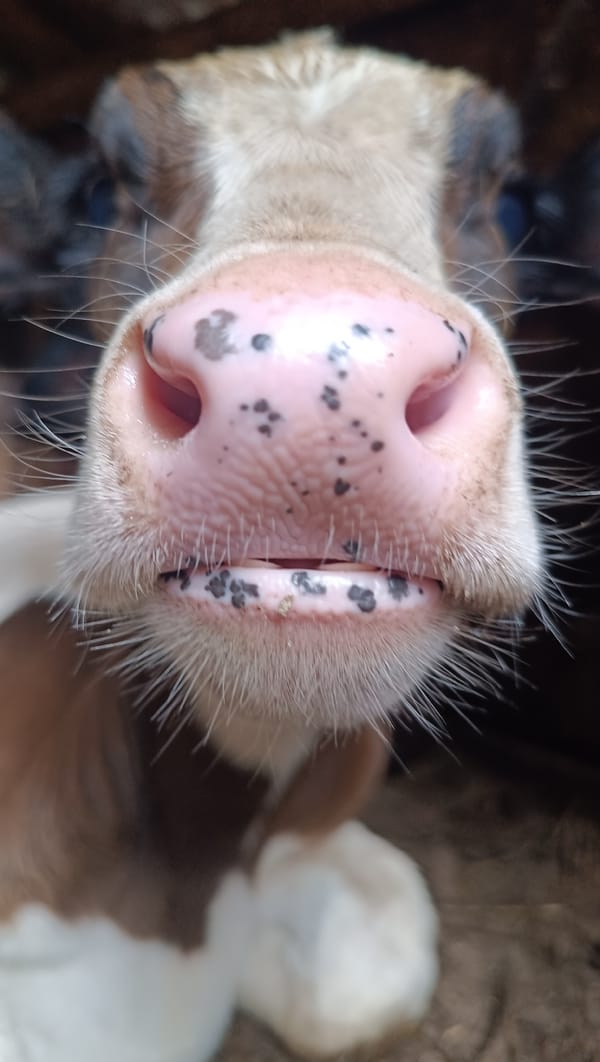 Up-close with calves and cows on a wet farm day