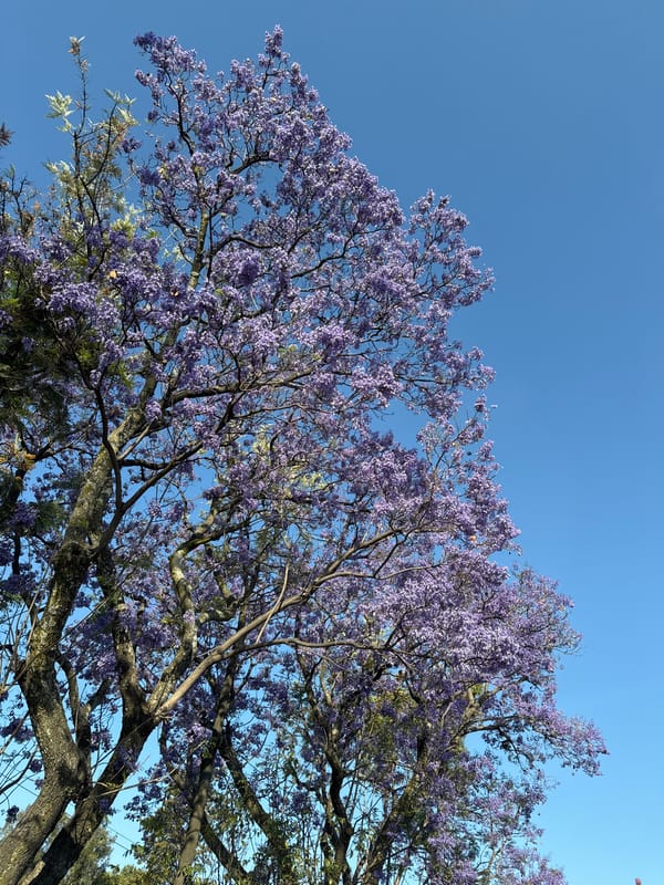 Jacaranda trees bloom purple in Puebla streets