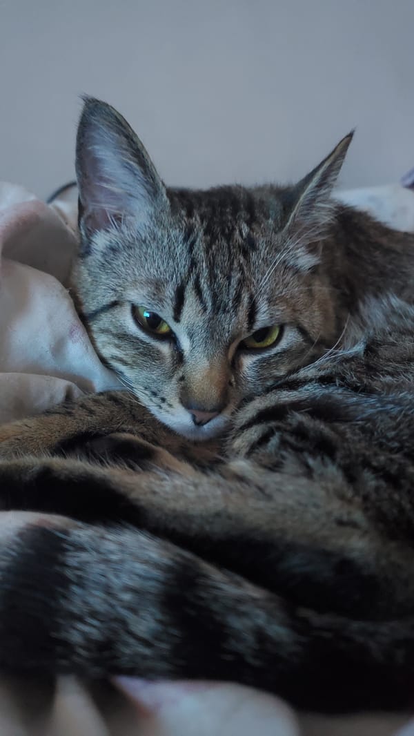 Tabby cat observed in various indoor spots throughout evening