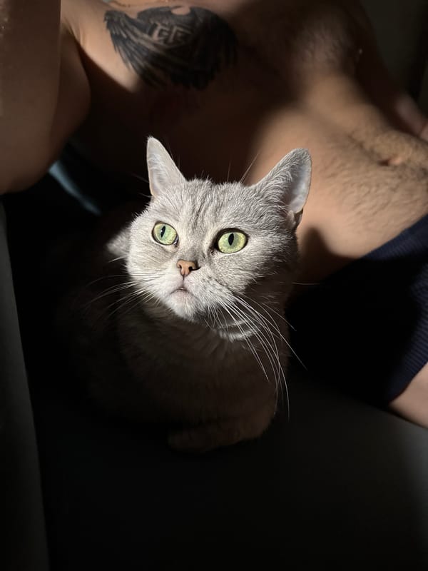 Gray cat with green eyes photographed in Donetsk
