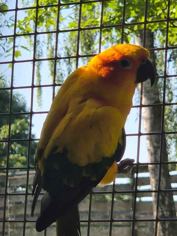 Morning walk through a small animal park in Luxembourg