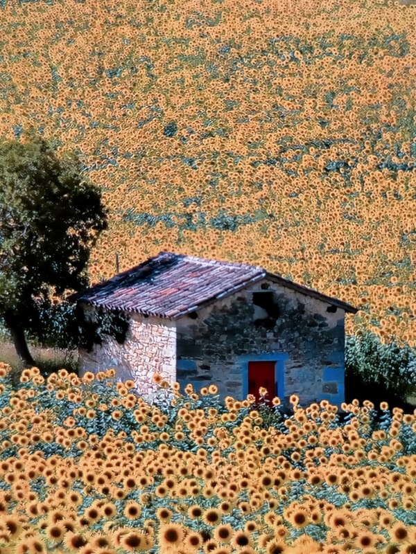 Sunflowers, fruit textures, and a melted phone in Chișinău