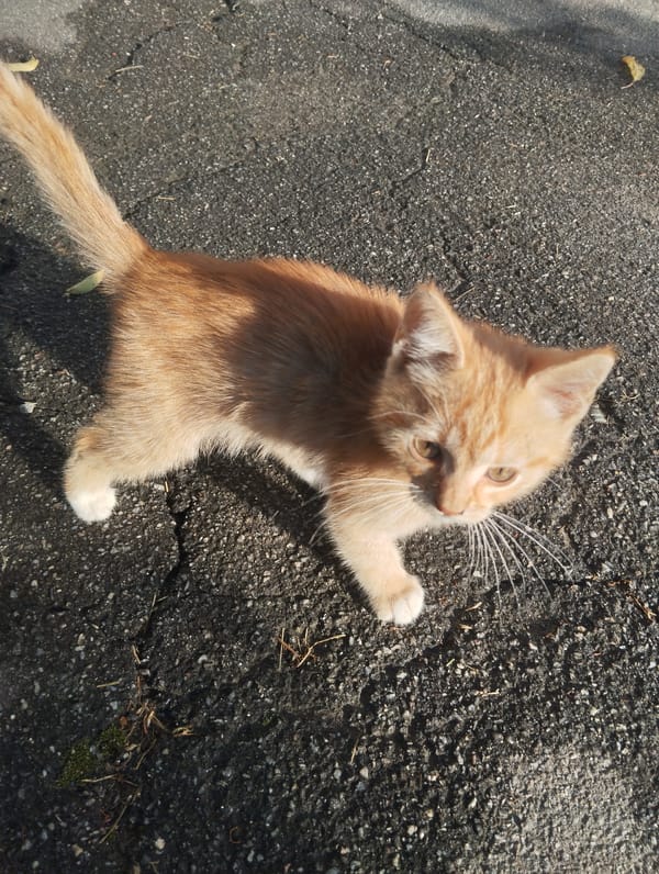 Kitten, garden details, and equipment around a rural property