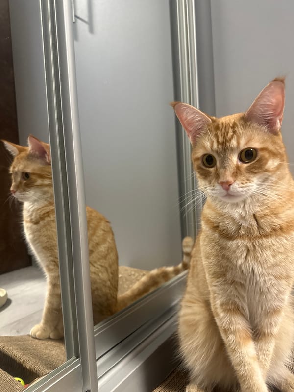 Orange tabby cat evening session in Omsk apartment