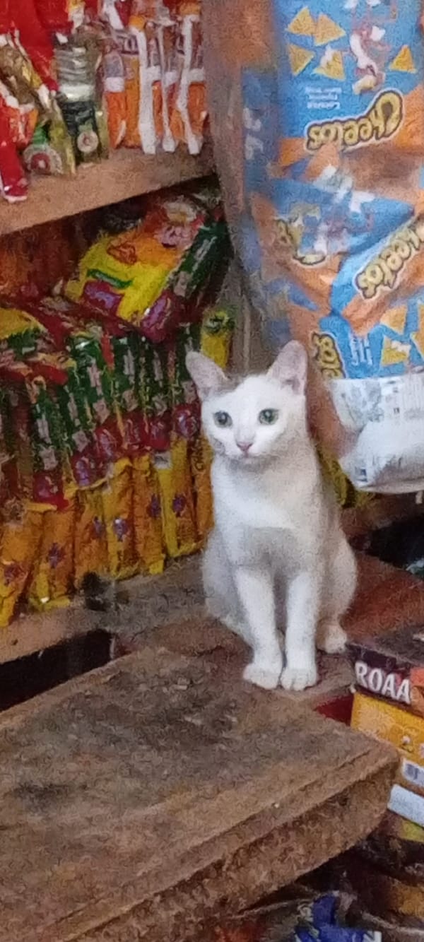 Cat sits among goods at Nigerian retail store