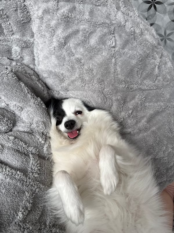 Small white dog photographed lying playfully in Stara Zagora