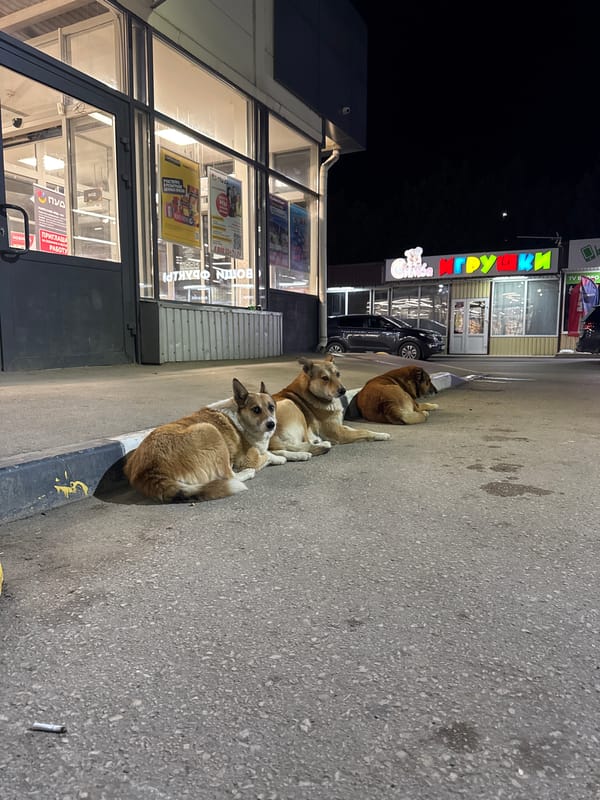 Stray dogs and street life outside Crimean village shops at night