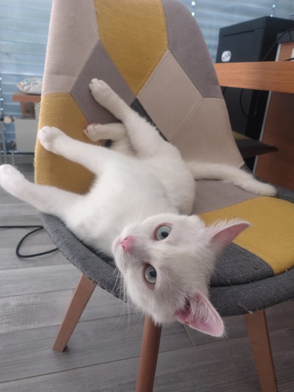 White cat grooming on a patchwork chair in Luxembourg