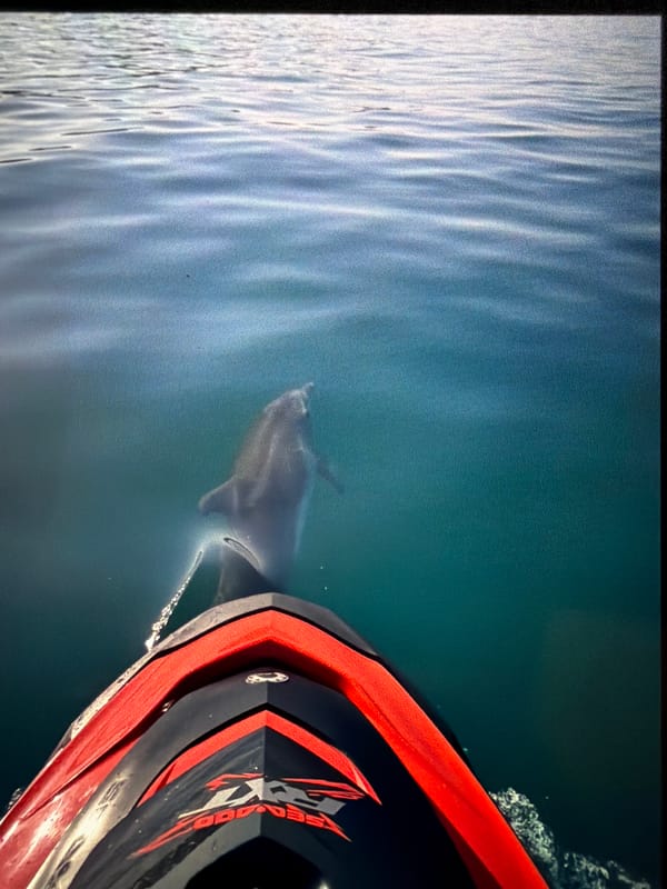 Dolphin encounter and resort dusk in Obzor, Bulgaria
