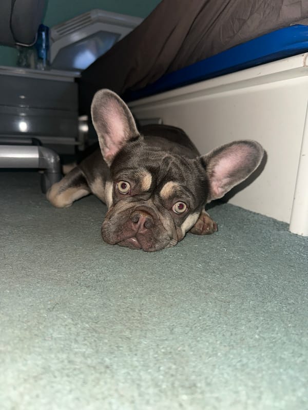 Person and French Bulldog puppy share quiet domestic moments