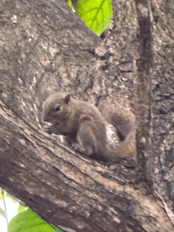 Morning animal sightings recorded in Denpasar urban area