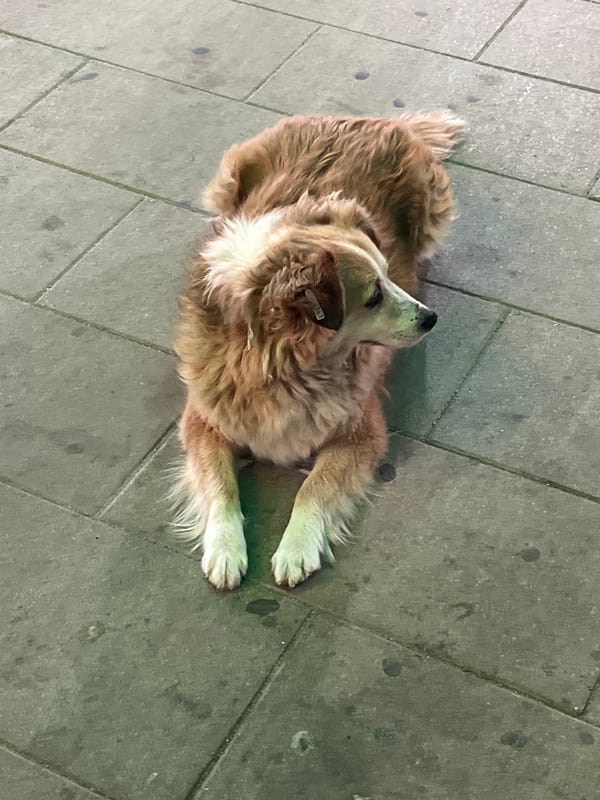 Dog rests on sidewalk in Shumen, Bulgaria