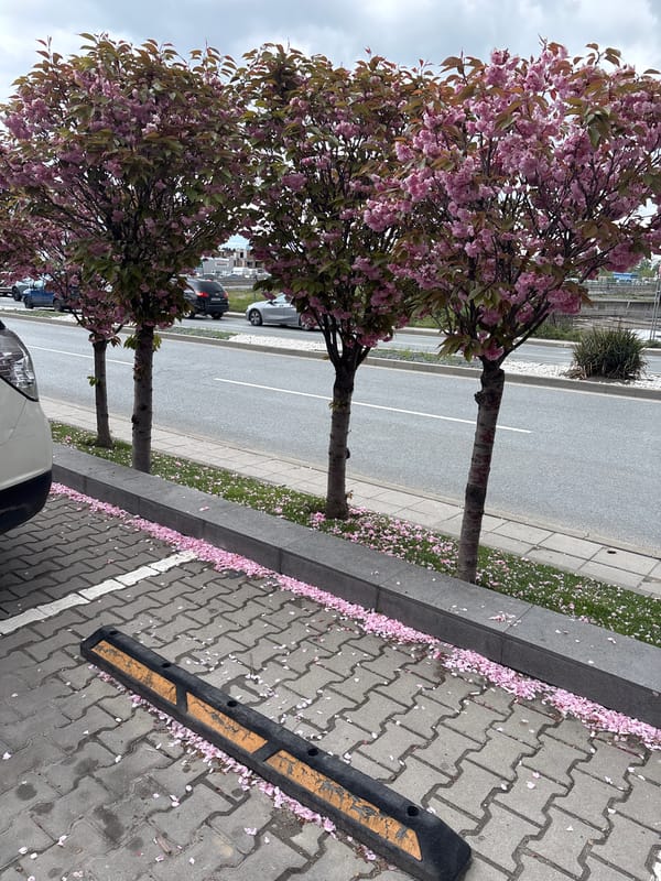 Spring cherry blossoms bloom on Sofia street