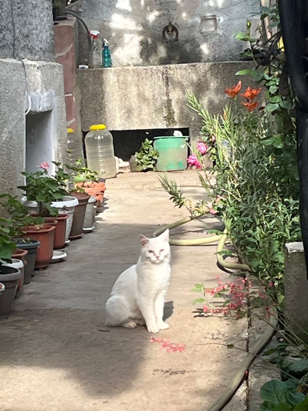 Daily life moments captured in Bulgarian village afternoon