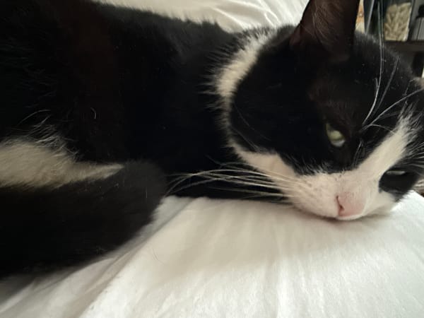 Cat rests peacefully on bed in Maidstone