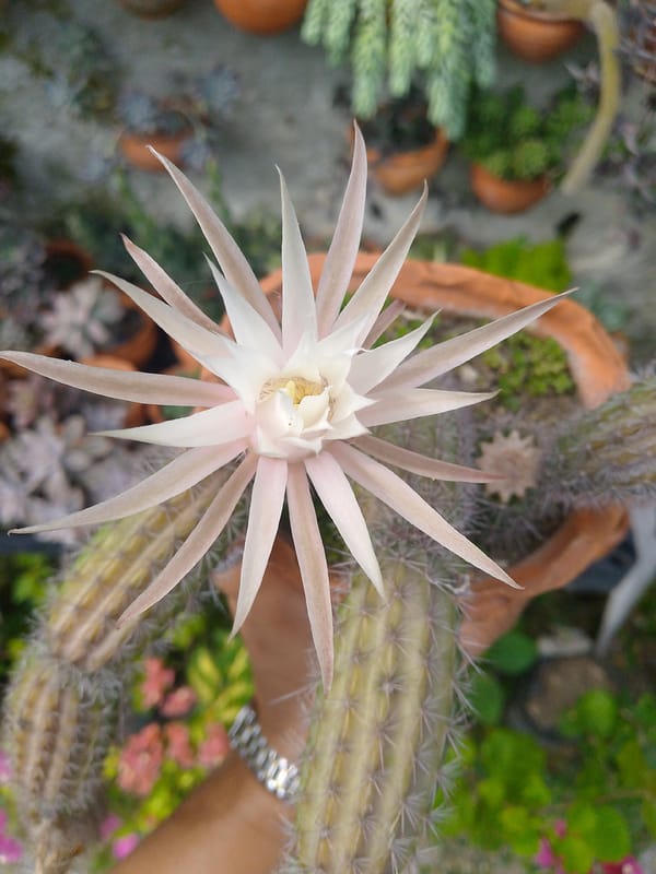 Cactus flowers bloom in Venezuelan succulent garden