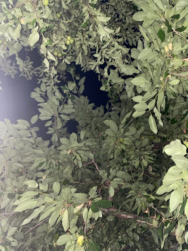 Relaxing in a hammock under a tree on a summer night