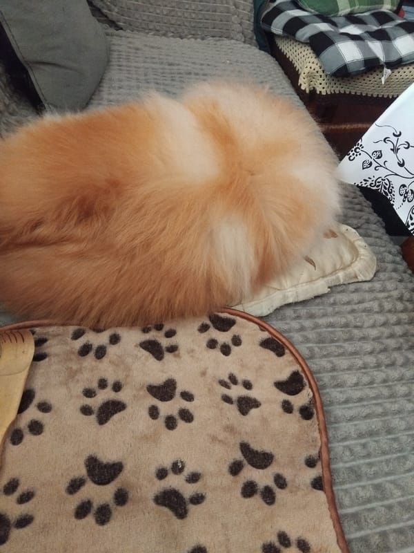 Dog rests on couch with blankets in Apriltsi