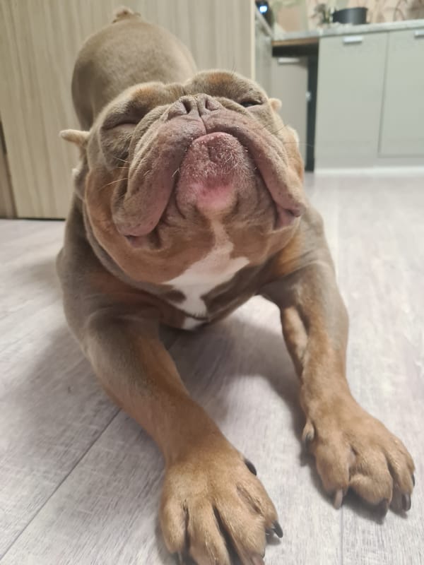 Bulldog and American Bully dogs chilling indoors and out