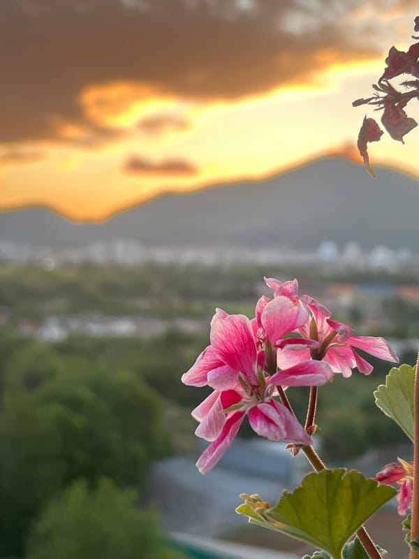 Evening flowers and cityscape captured in Sliven, Bulgaria