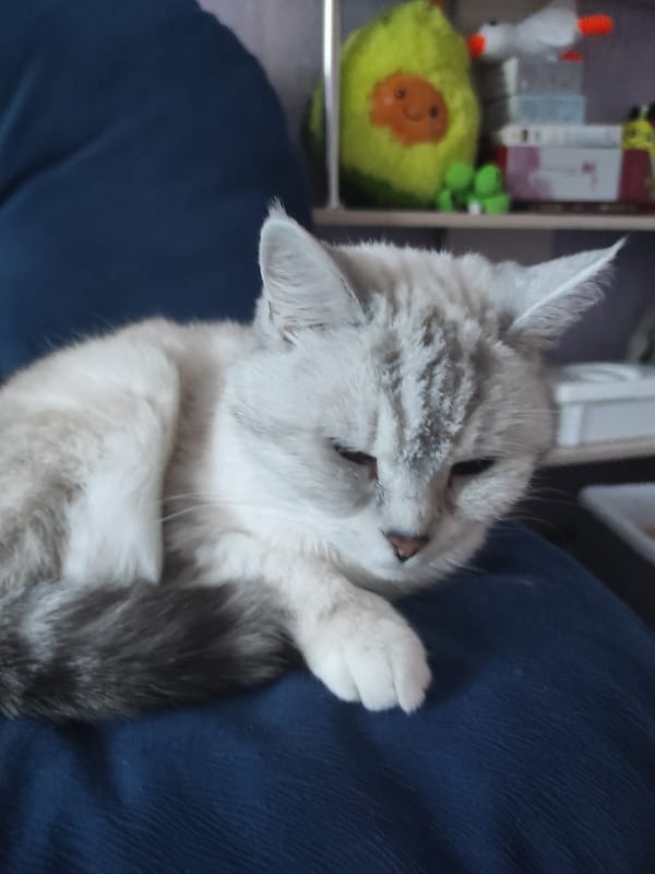 Cozy apartment interiors: plants, clocks, a cat, and home decor