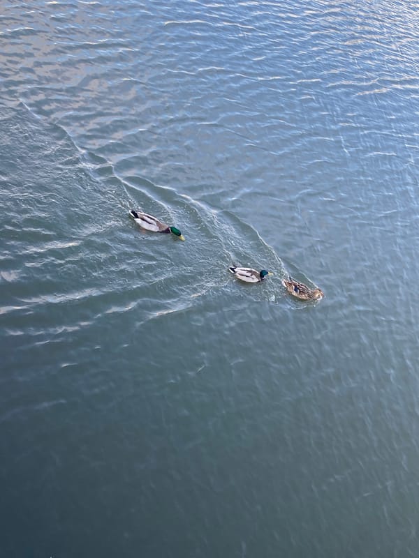 Spring afternoon scenes: ducks, church, sushi, lawn work documented