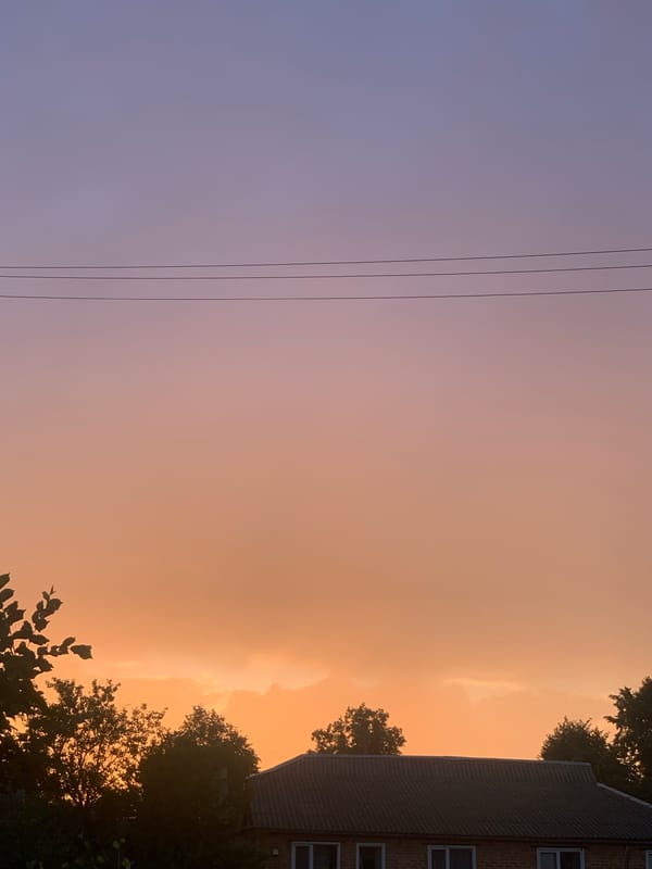 Sunset hour in a quiet neighborhood, cats and garden flowers included.