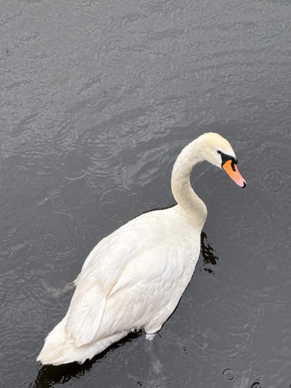 Swans on a rainy Berlin waterway, June 2026