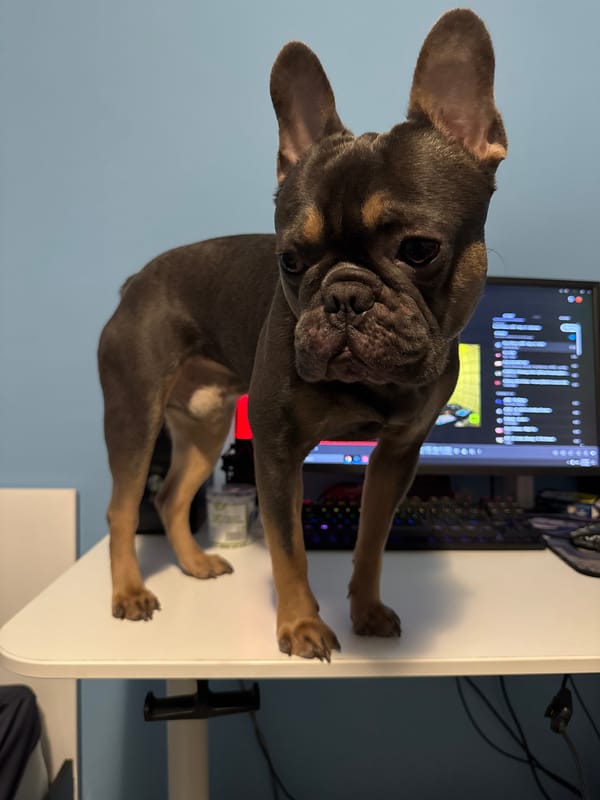 French Bulldog observed at computer workstation in Burgas, Bulgaria